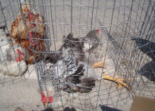 Η πρώτη καταδίκη για υπαίθρια πώληση πουλερικών στην Αγία Μαρίνα Κορωπίου